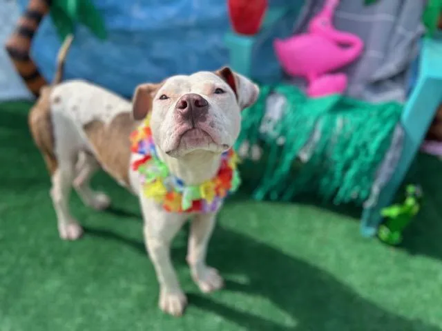 An adult medium-sized male Pit Bull Terrier dog named Lewis for adoption in Charlotte, NC