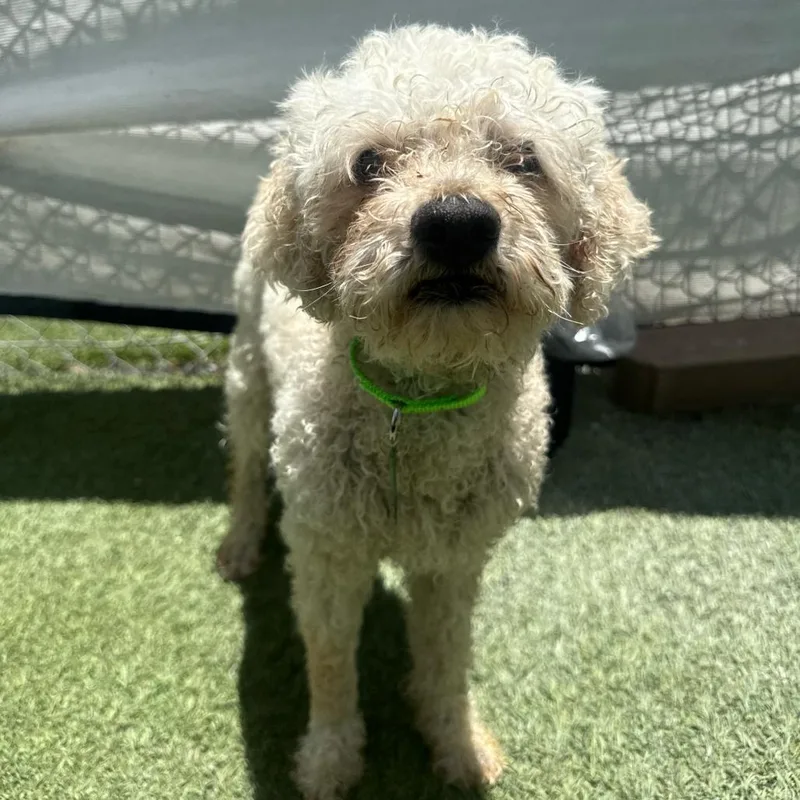 Ted
