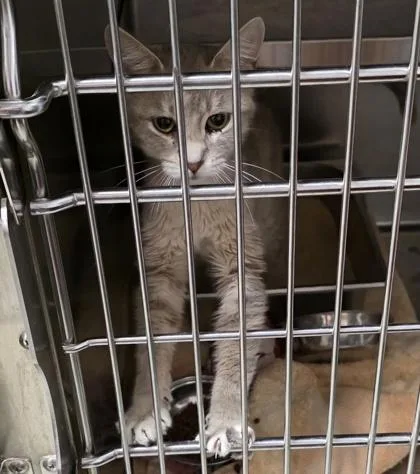 A young small-sized female Buff & White Domestic Short Hair cat named Bread Basket for adoption in Dubuque, IA