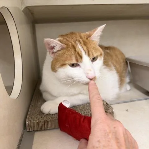 A senior extra large-sized male Orange / Red Domestic Short Hair cat named Winky for adoption in Colorado Springs, CO