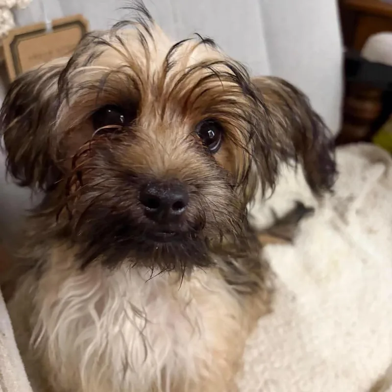 A baby small-sized female Yellow / Tan / Blond / Fawn Mixed Breed dog named Vivian for adoption in Fredericksburg, VA