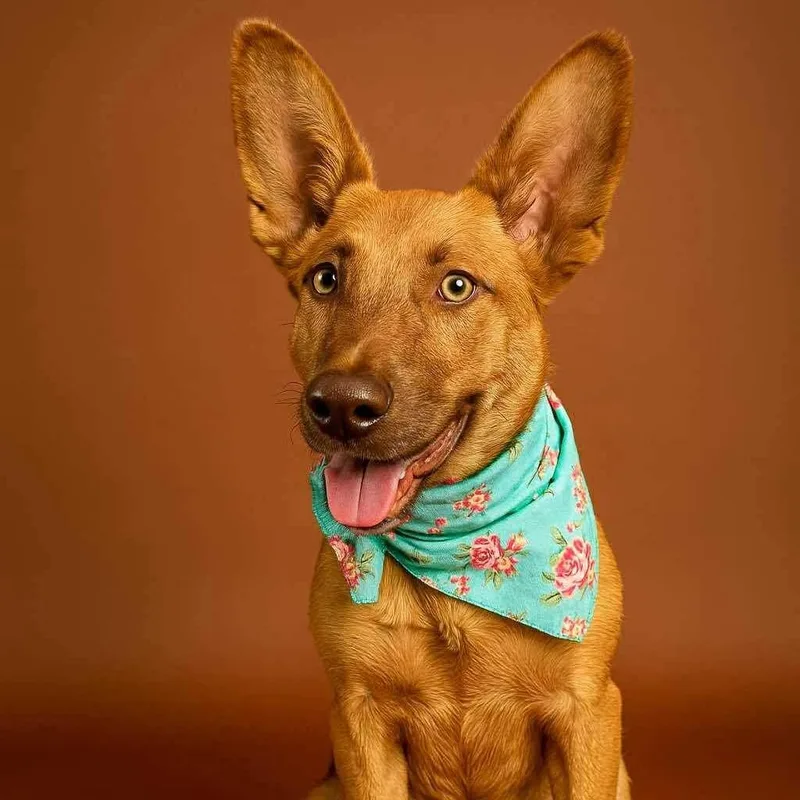 An adult medium-sized female Brown / Chocolate Pharaoh Hound dog named Batsy for adoption in Anahuac, TX