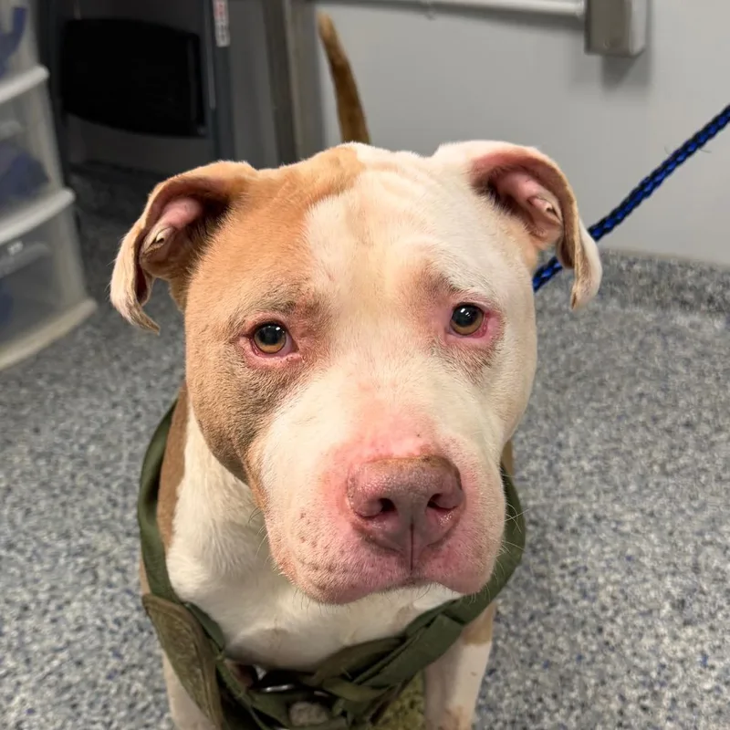 A senior large-sized male Yellow / Tan / Blond / Fawn Mixed Breed dog named Boy for adoption in Greenville, SC