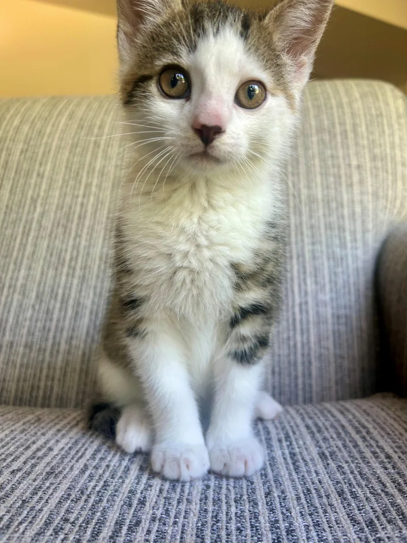 A baby medium-sized male Tabby (Gray / Blue / Silver) Domestic Short Hair cat named Gillette for adoption in Westfield, NJ