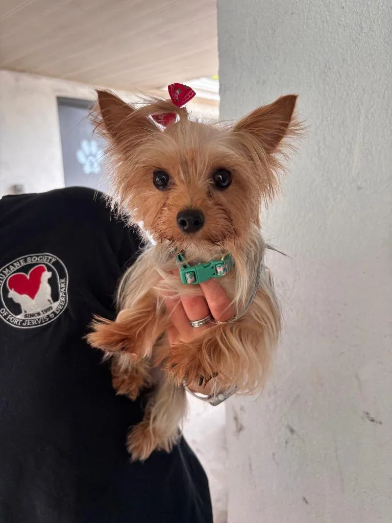 A young small-sized female Yorkshire Terrier dog named Lacey for adoption in Port Jervis, NY