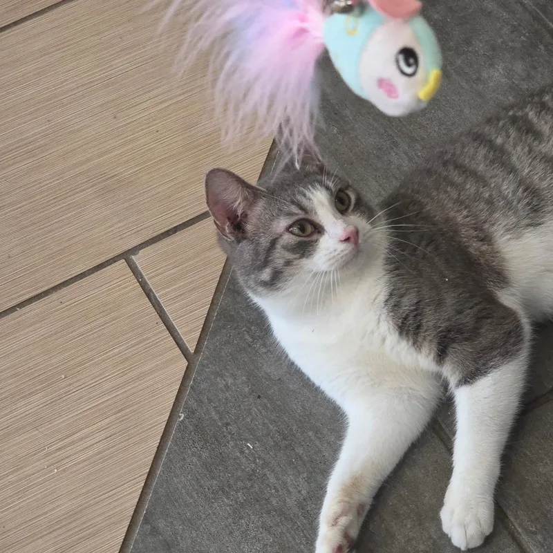 An adult medium-sized male Gray / Blue / Silver Domestic Short Hair cat named Cliff for adoption in Durham, NC