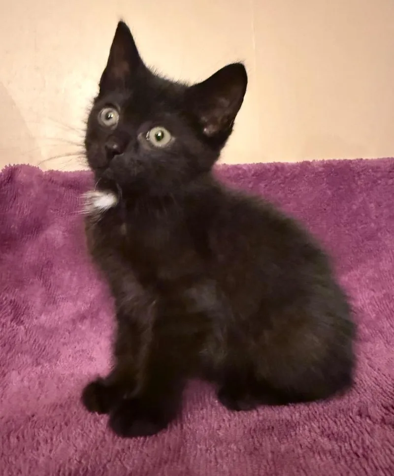 A baby medium-sized male Domestic Short Hair cat named Dale for adoption in Pomona, NY