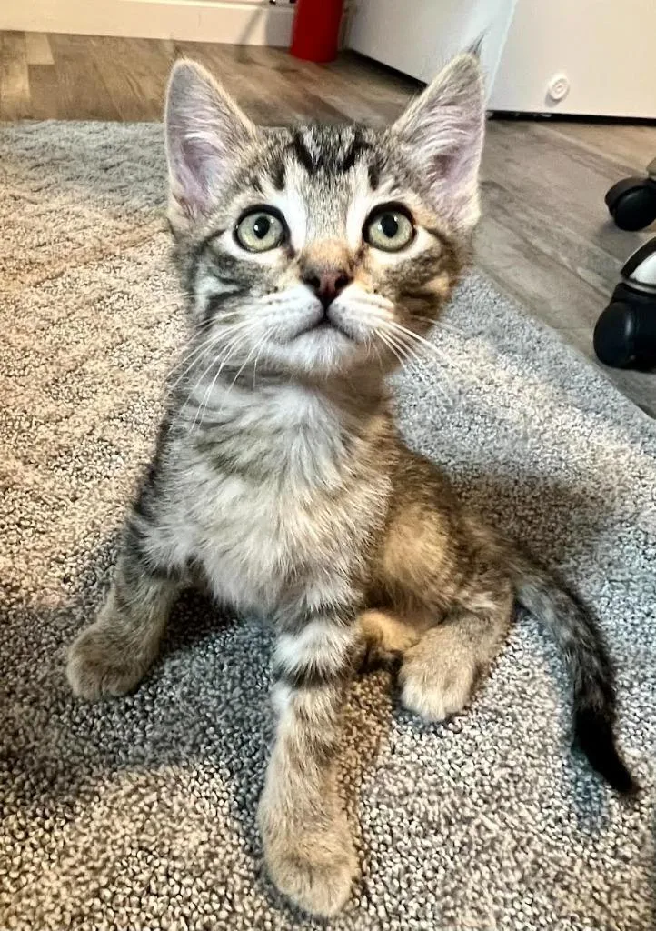 A baby medium-sized male Domestic Short Hair cat named Ferrari for adoption in Salt Lake City, UT