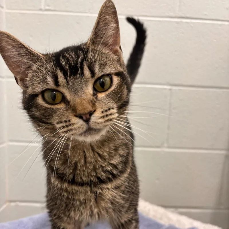 A young medium-sized female Brown / Chocolate Domestic Short Hair cat named Oatmeal Pie for adoption in Marshall, VA