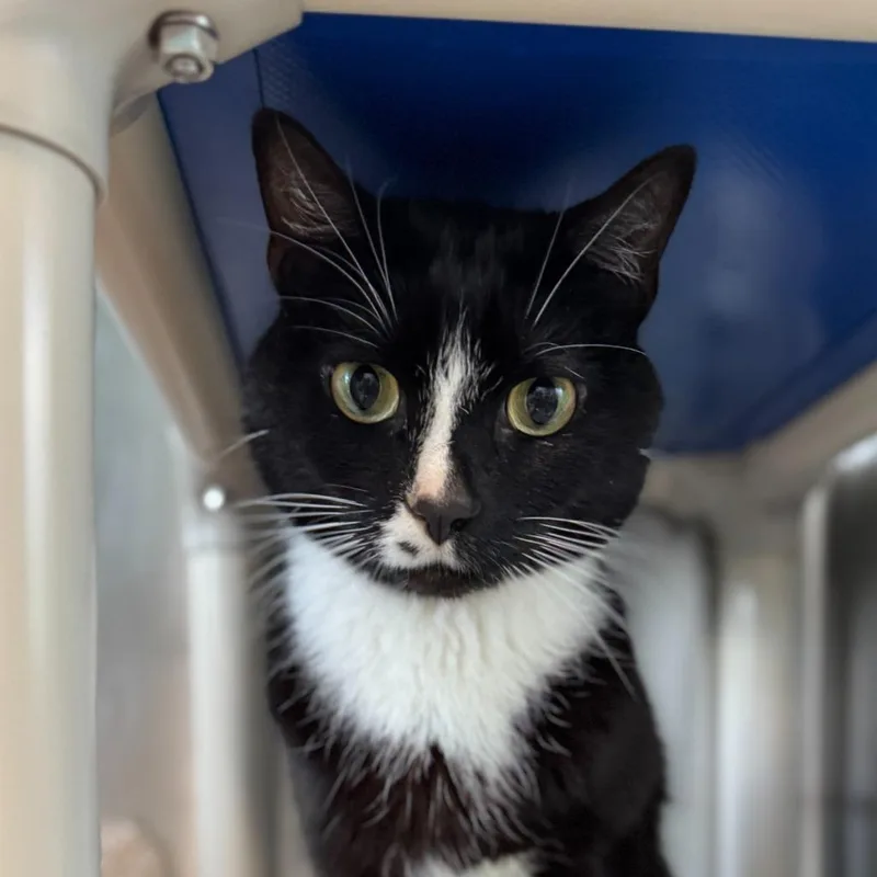 An adult medium-sized male Domestic Short Hair cat named Tony Stark for adoption in Cumberland, ME