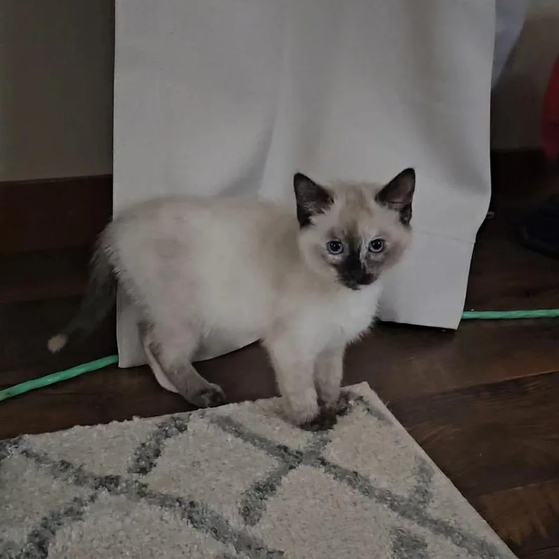 A baby small-sized female Cream / Ivory Siamese cat named Nova for adoption in Ferndale, WA