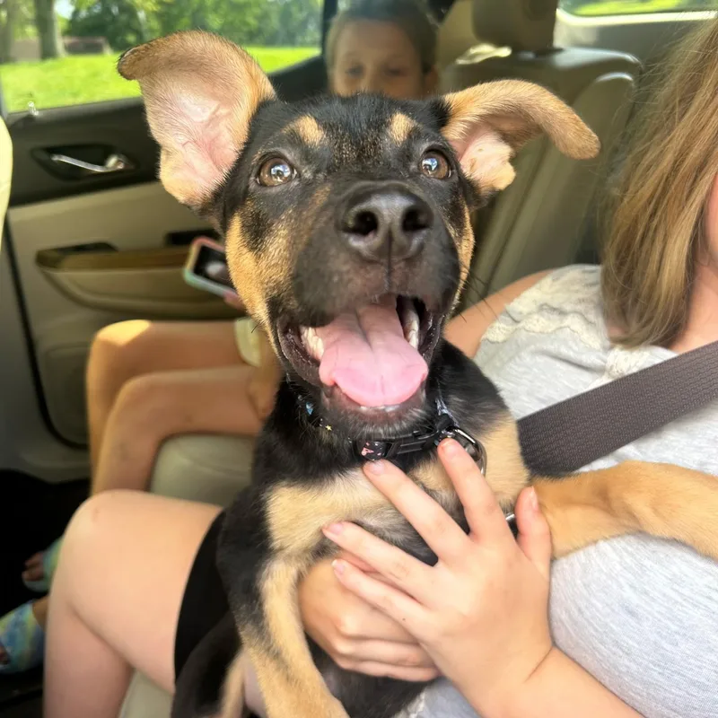 A baby large-sized female German Shepherd Dog dog named Ashley Olsen for adoption in Spring hill, TN