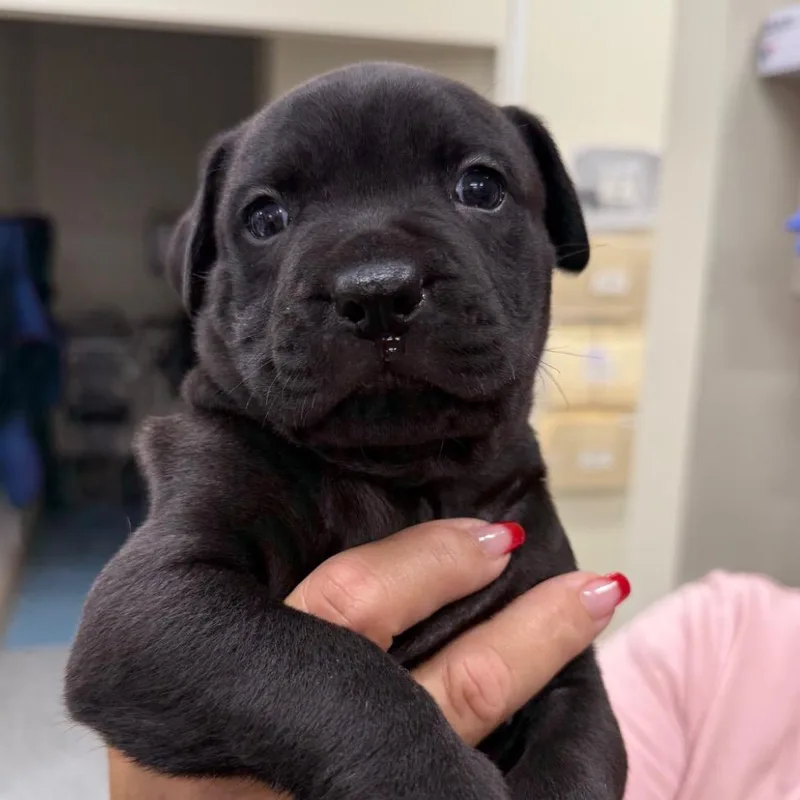 A young medium-sized male Black Shepherd dog named Enreco AKA Oreo for adoption in LOXAHATCHEE, FL