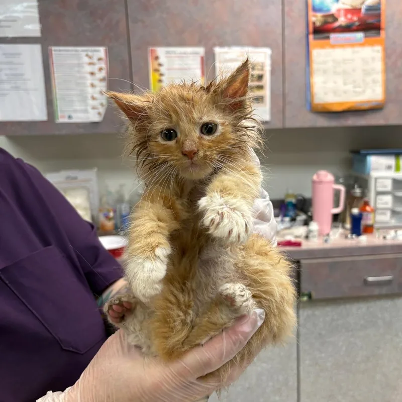 A baby small-sized male Orange / Red Domestic Short Hair cat named Celsius for adoption in Newark, NJ