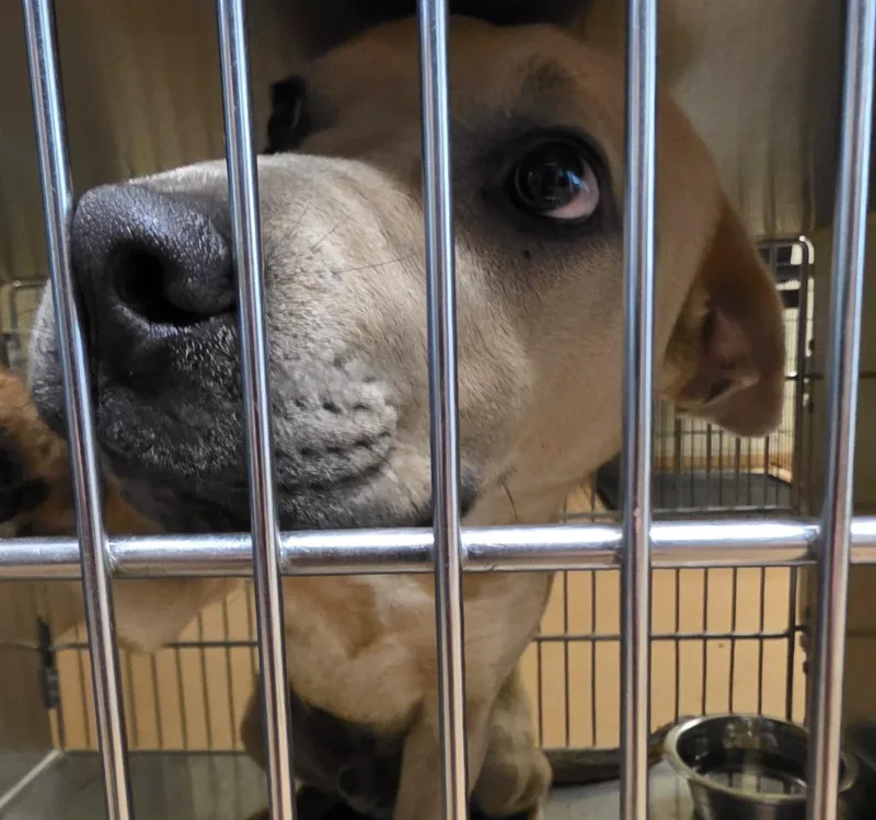 A baby large-sized male Labrador Retriever dog named Jeremiah for adoption in Nacogdoches, TX
