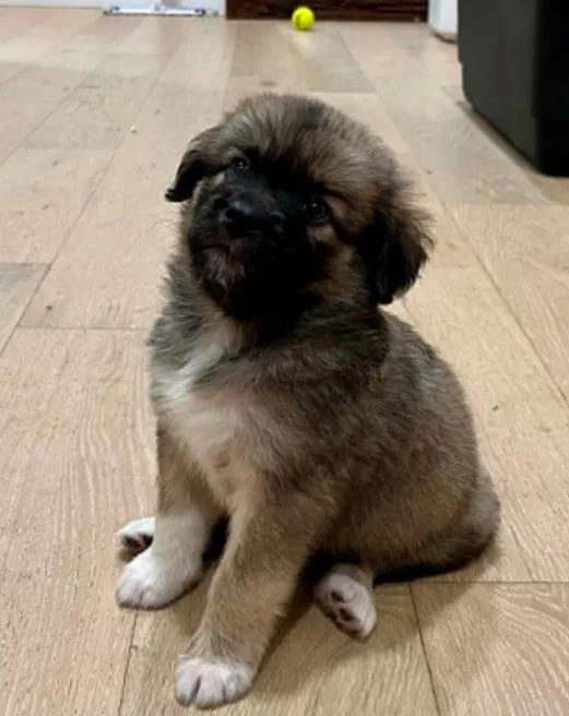 A baby medium-sized female Brindle Mixed Breed dog named Hennessy for adoption in Eutawville, SC