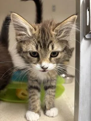 A baby small-sized female Domestic Short Hair cat named Blondie  I am for adoption in East Brookfield, MA