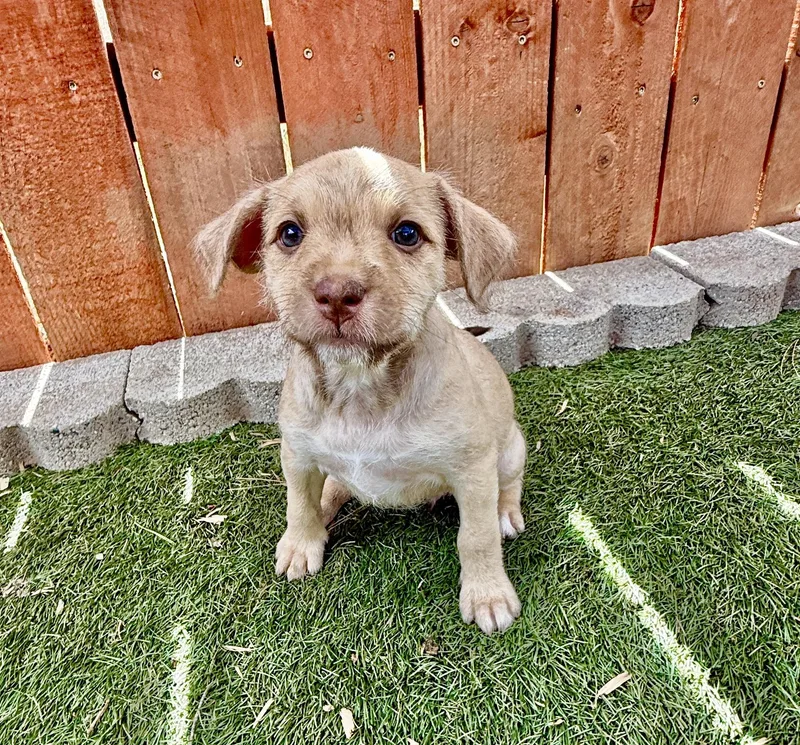 A baby small-sized female Terrier dog named Starbucks for adoption in El Cajon, CA