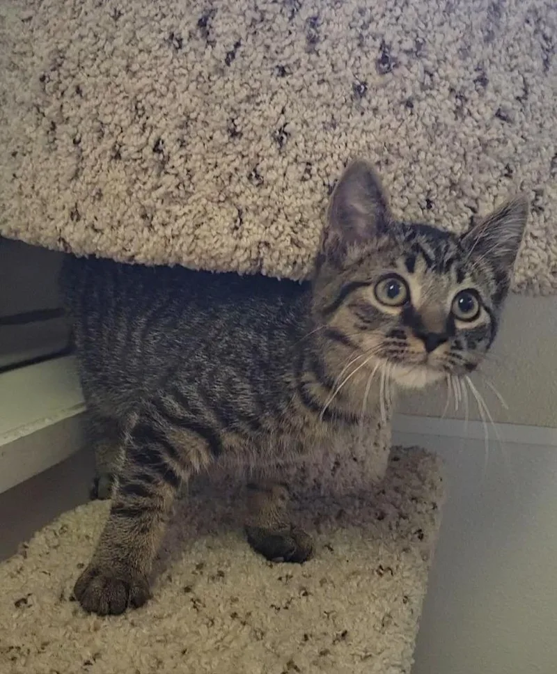 A baby medium-sized female Domestic Short Hair cat named Calypso for adoption in Sandusky, OH