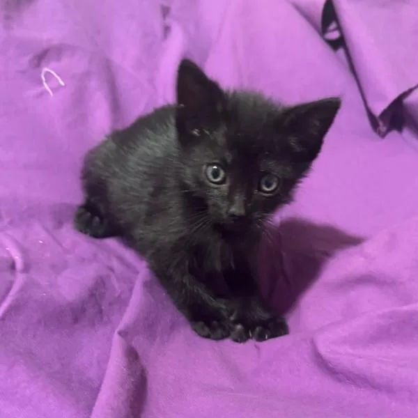 A baby small-sized male Black Domestic Short Hair cat named Smol for adoption in Los Angeles, CA
