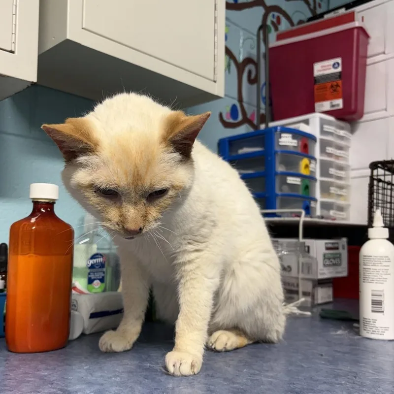 A senior small-sized male Flame Point Domestic Short Hair cat named Apricot for adoption in Jefferson city, TN