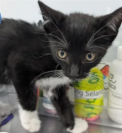 A baby small-sized female Domestic Short Hair cat named Isla for adoption in Largo, FL