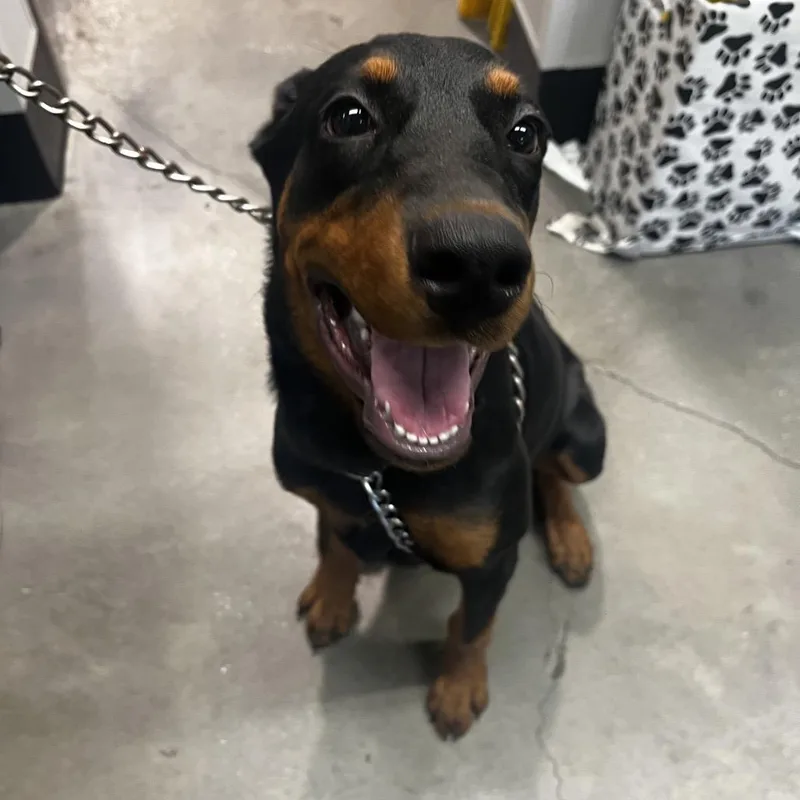 A young large-sized female Black Doberman Pinscher dog named Bella for adoption in Tampa, FL