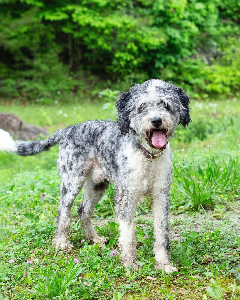 An adult medium-sized male Merle (Blue) Aussiedoodle dog named Oreo for adoption in Sunbright, TN