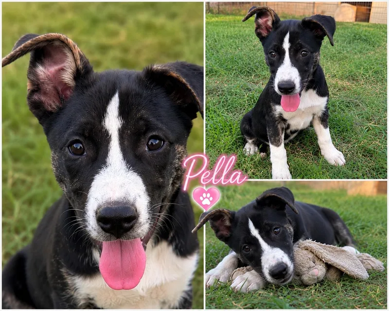 Pella