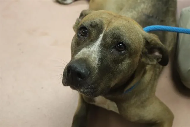 An adult medium-sized female Mixed Breed dog named Skittles for adoption in Columbia, SC