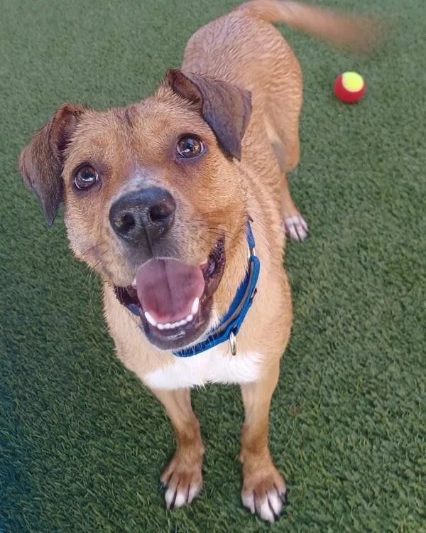 An adult medium-sized female Labrador Retriever dog named Lilac for adoption in San Diego, CA