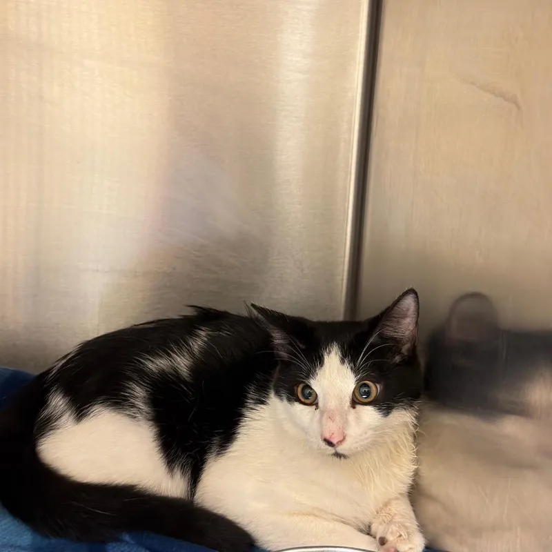 An adult medium-sized female White Domestic Short Hair cat named Pippa for adoption in Columbus, GA