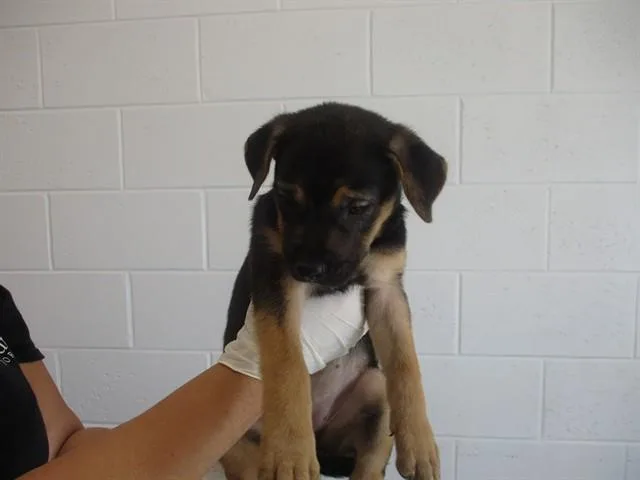 A baby medium-sized female German Shepherd Dog dog named A for adoption in Ocala, FL
