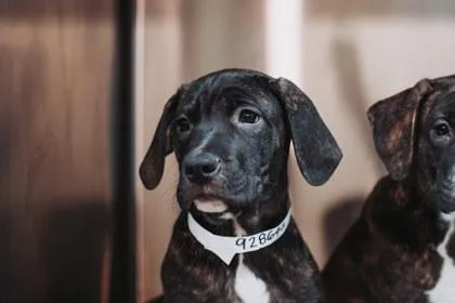 A young small-sized male American Staffordshire Terrier dog named A Commodus for adoption in North Charleston, SC
