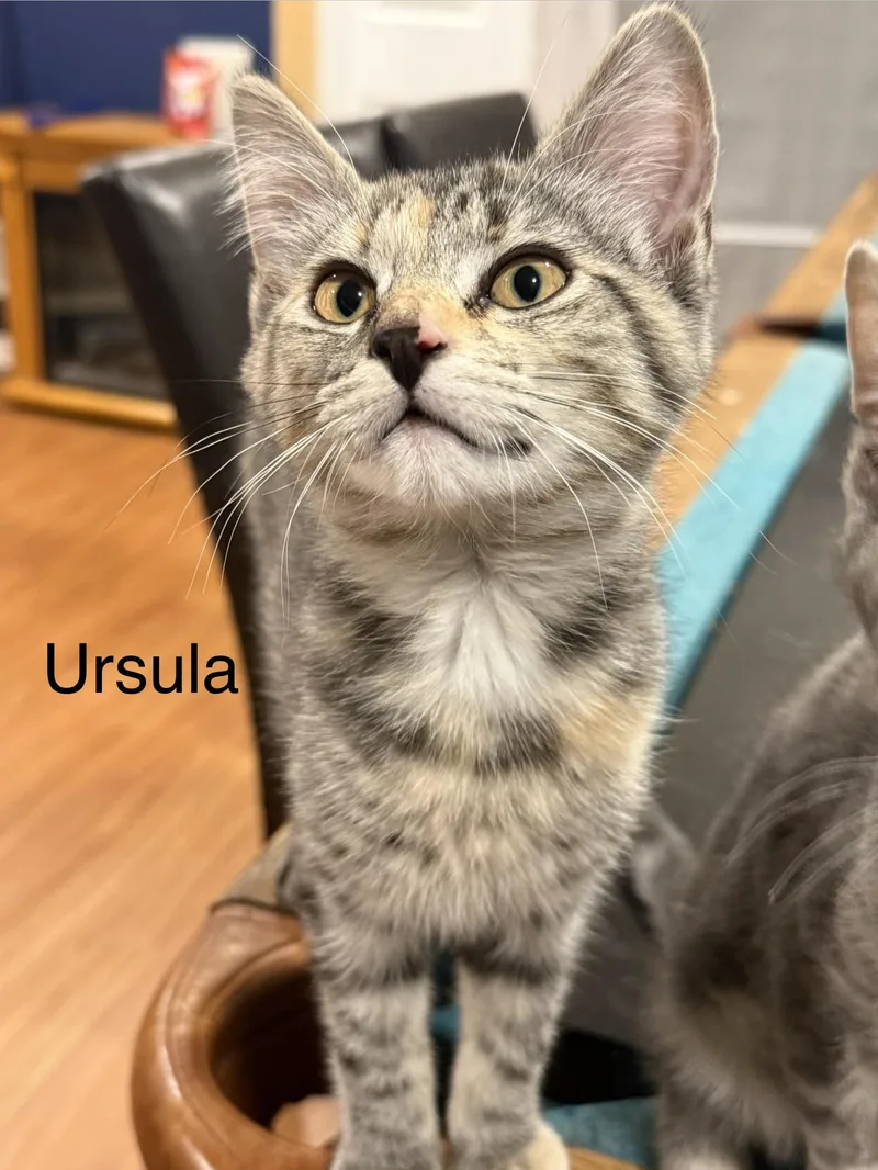 A baby large-sized female Tabby (Gray / Blue / Silver) Domestic Short Hair cat named Ursula for adoption in Middletown, CT
