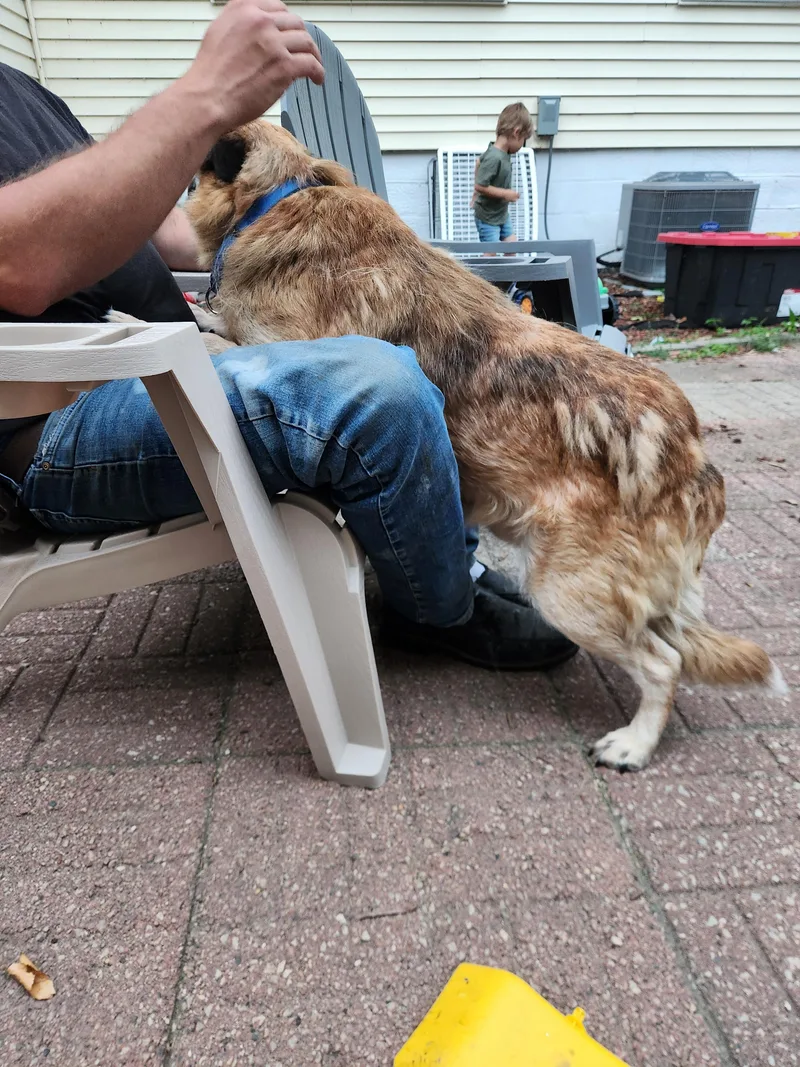 An adult medium-sized male Red / Chestnut / Orange Australian Cattle Dog / Blue Heeler dog named Cujo for adoption in Kankakee, IL