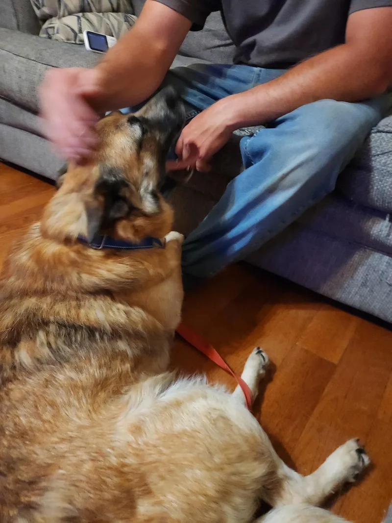 Cujo thumbnail 5