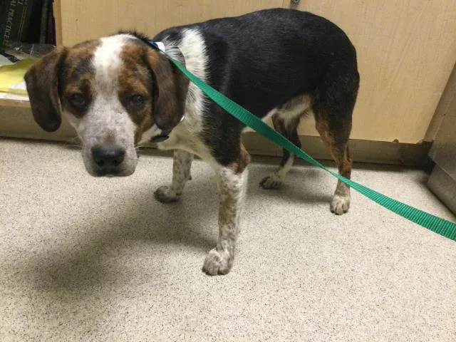 A young small-sized male Beagle dog named Shiloh for adoption in Riverside, CA