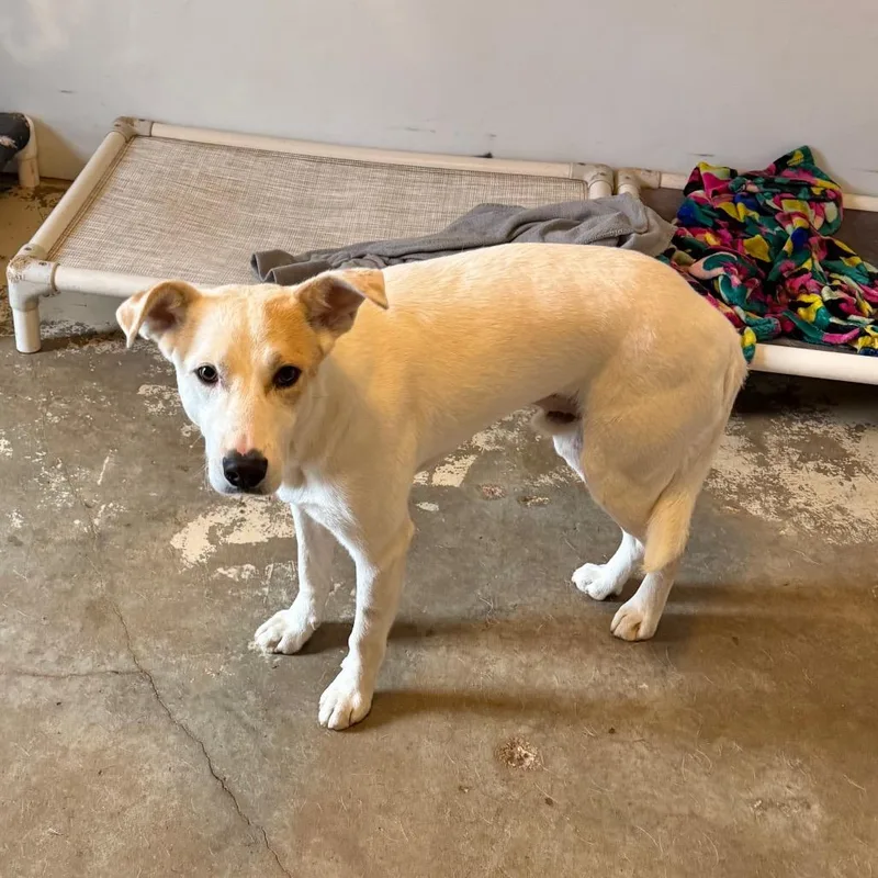 A young medium-sized male White / Cream Mixed Breed dog named Liam for adoption in Brownsboro, AL