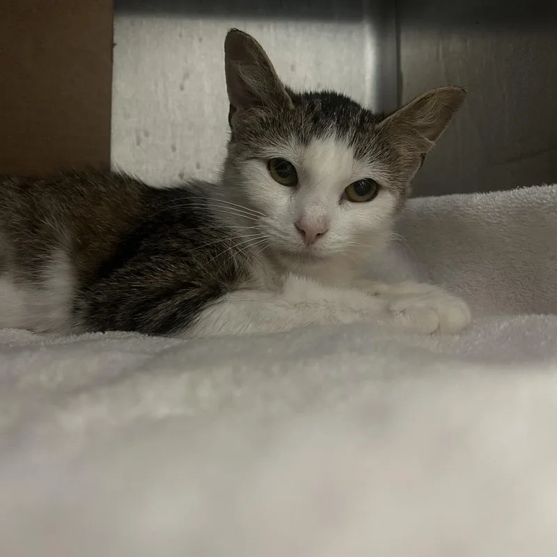 An adult medium-sized female Brown / Chocolate Domestic Short Hair cat named Pinky for adoption in West Olive, MI