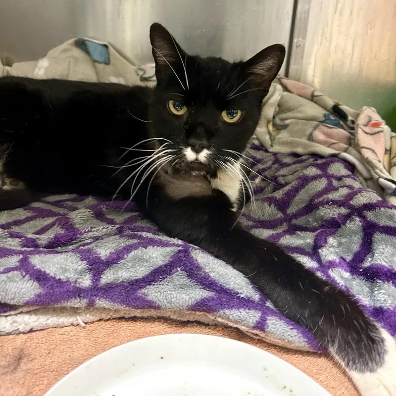 Sir William thumbnail 2