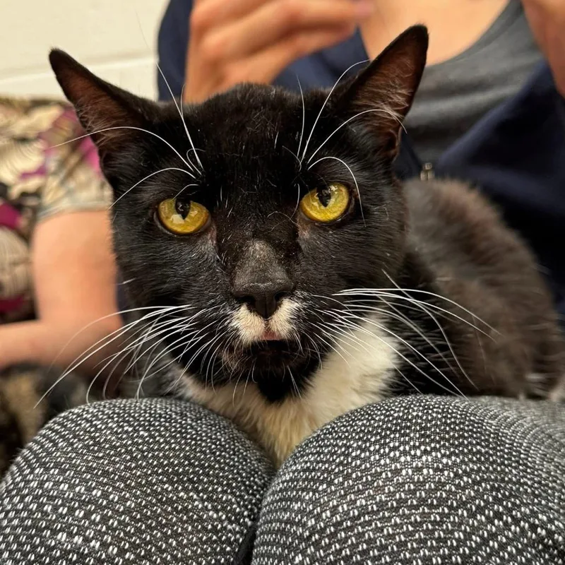 Sir William thumbnail 3