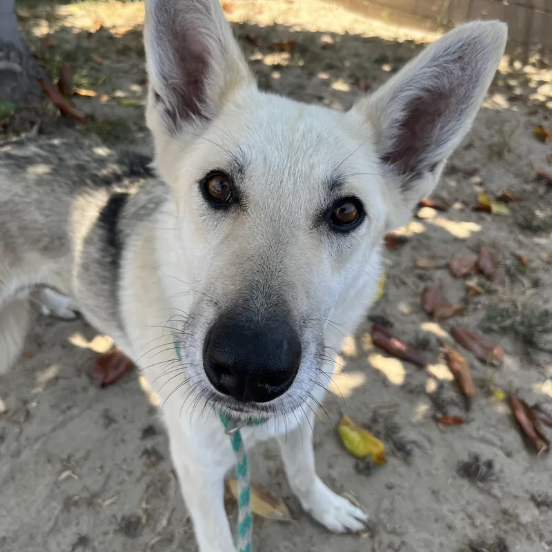 Estrella thumbnail 2