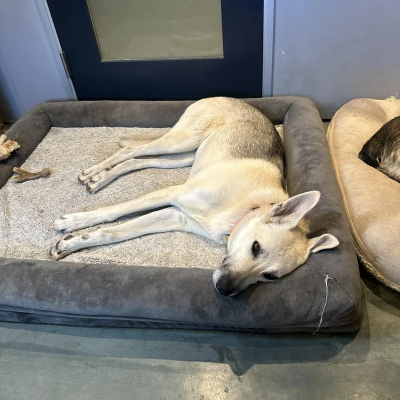 Estrella thumbnail 3