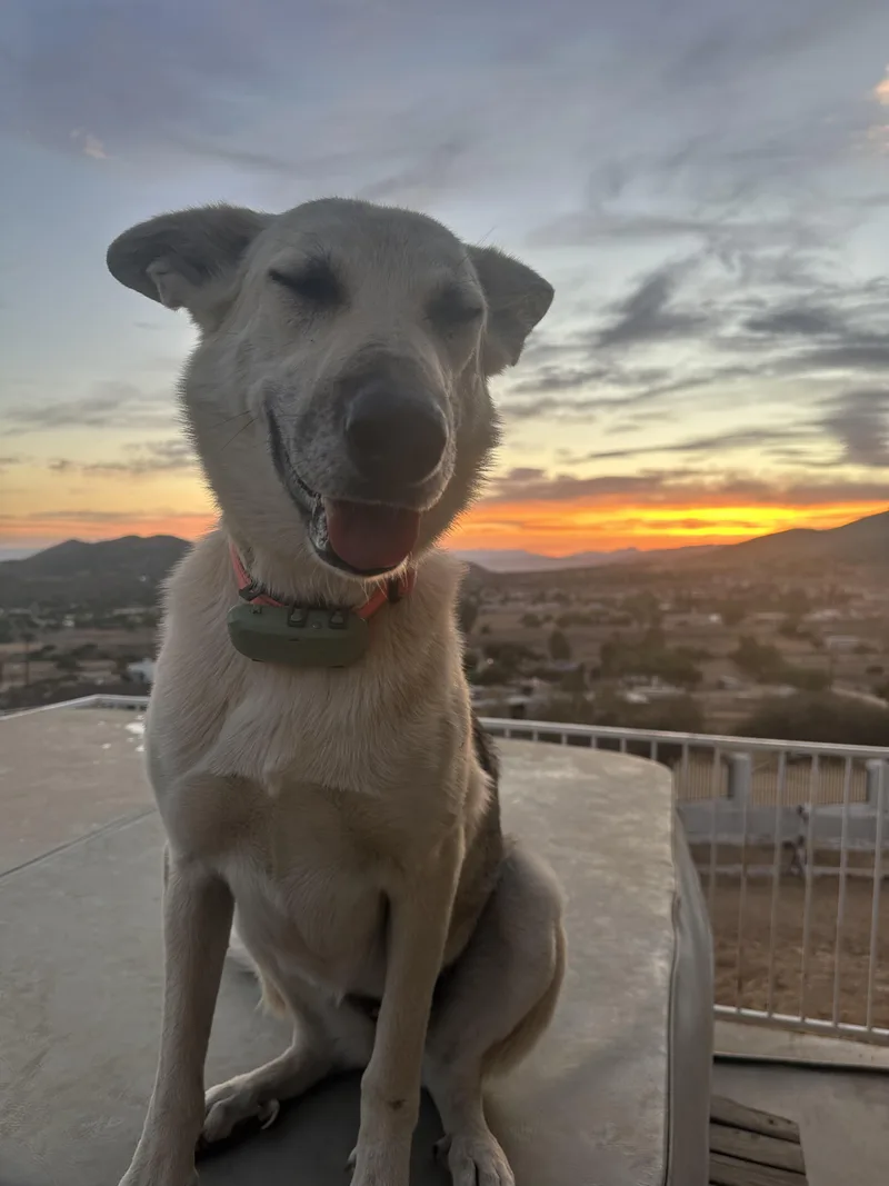 Estrella thumbnail 5