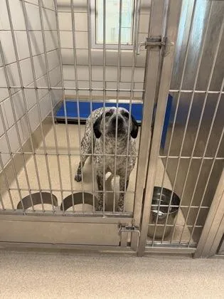 An adult medium-sized female Cattle Dog dog named Sadie for adoption in North Richland Hills, TX