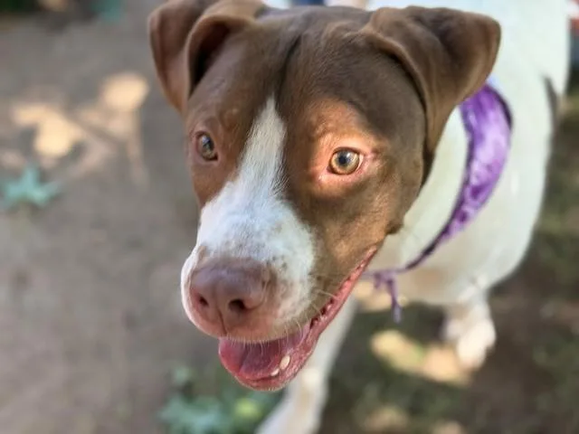 A young large-sized male Pit Bull Terrier dog named Armani for adoption in Tulsa, OK