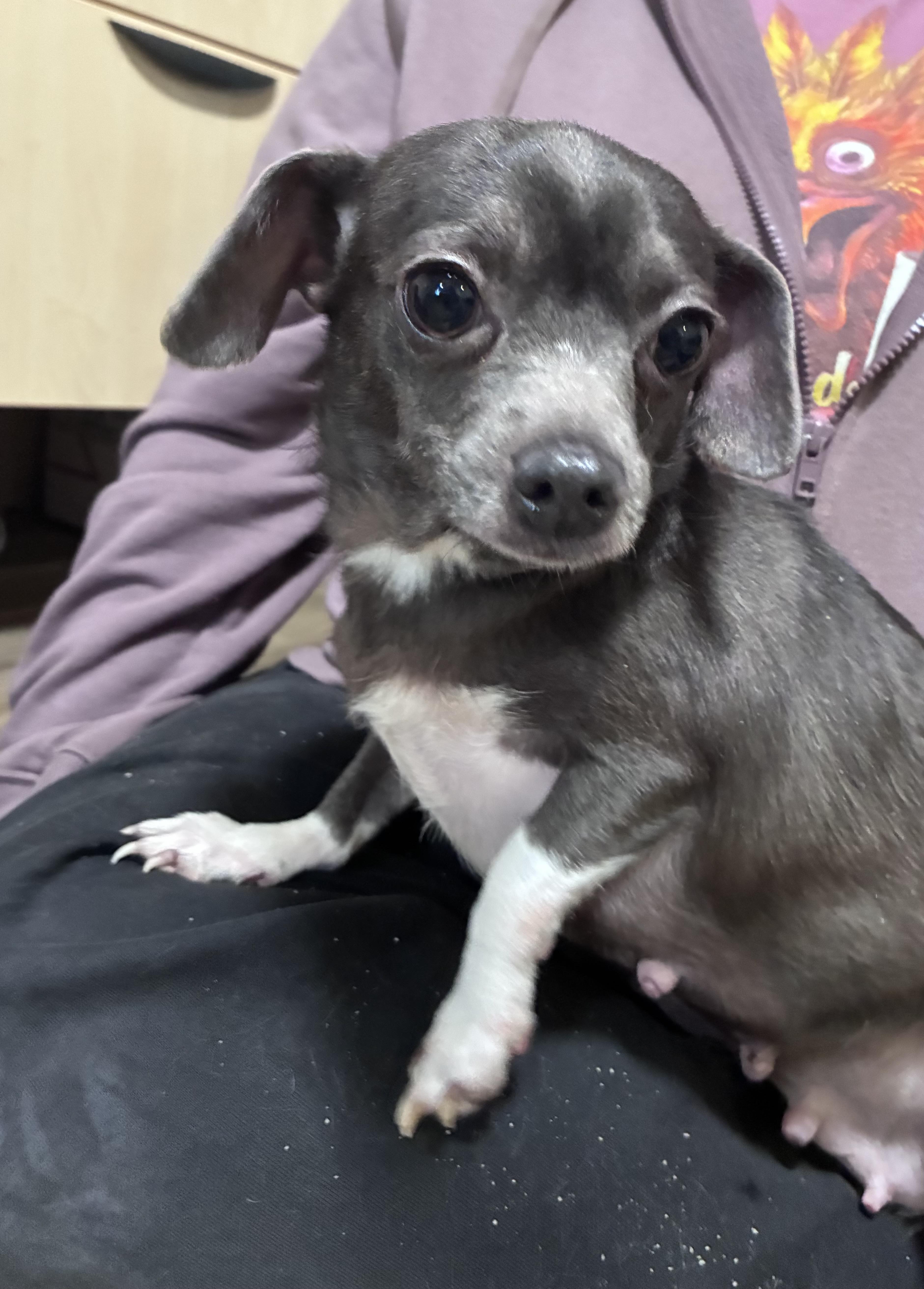 A young small-sized female Gray / Blue / Silver Chihuahua dog named Cheddar for adoption in Lincoln University, PA