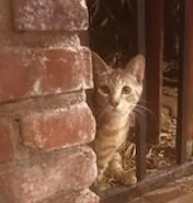 A baby medium-sized female Tabby cat named Taffy for adoption in Los Angeles, CA