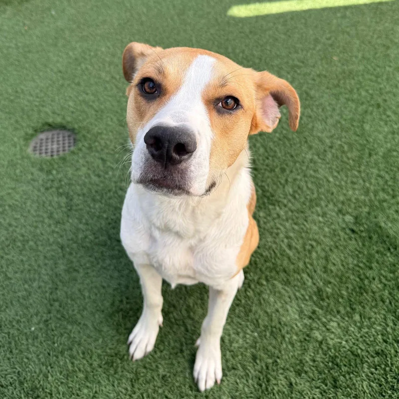An adult medium-sized female Beagle dog named Bailey for adoption in Burlingame, CA